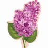 decupator aluat pastă de zahăr fondant contur floare liliac